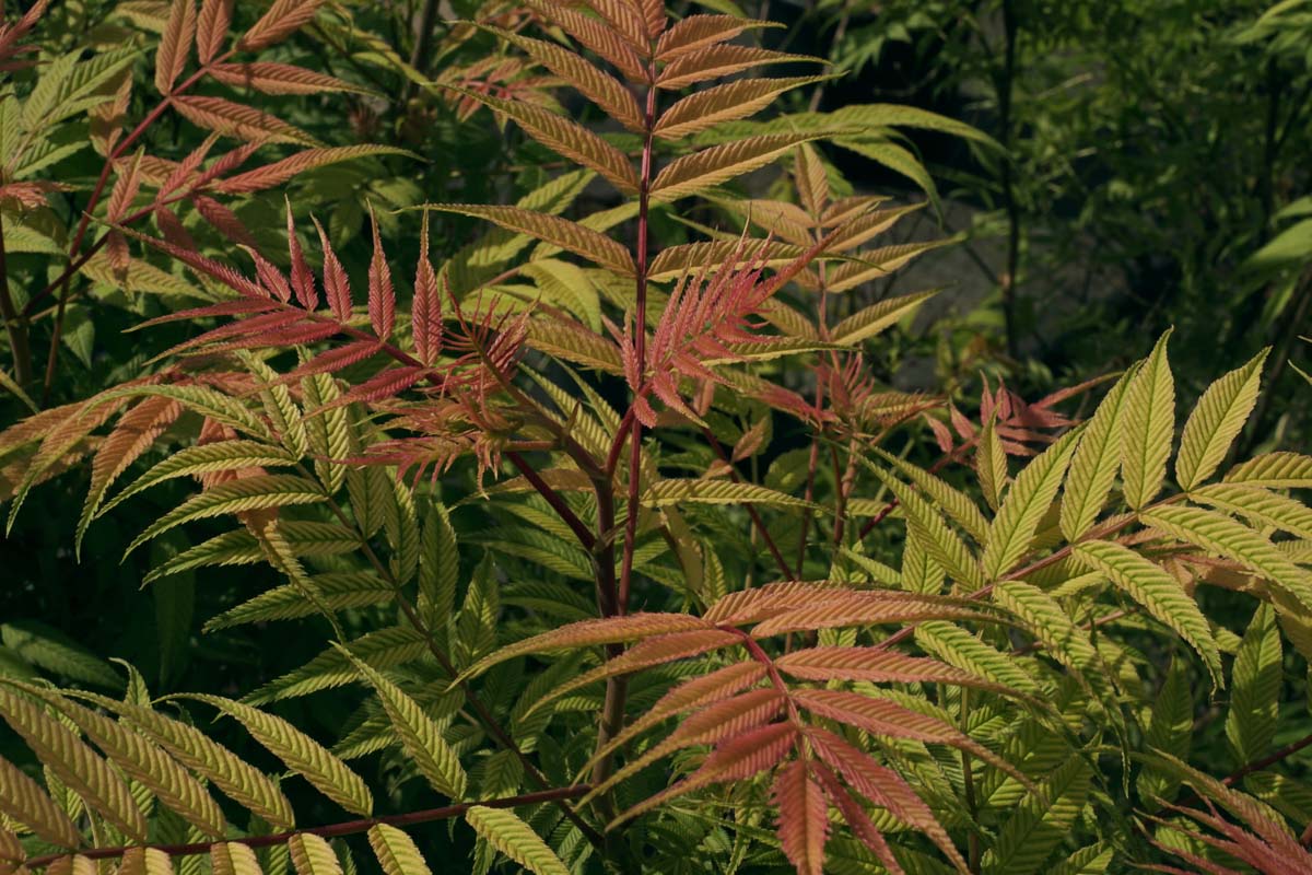 Sorbaria sorbifolia 'Sem'