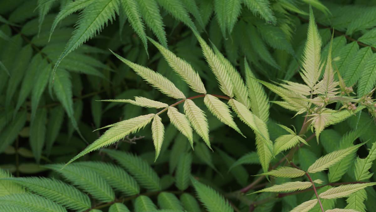 Sorbaria sorbifolia 'Sem' meerstammig / struik