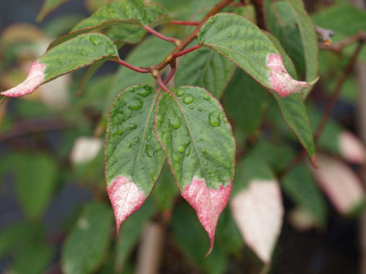 Actinidia pilosula op stam