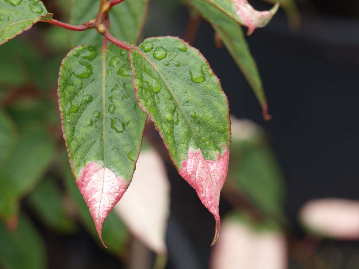 Actinidia pilosula op stam
