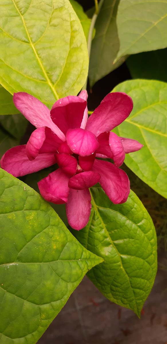 Calycanthus raulstonii 'Hartlage Wine' solitair