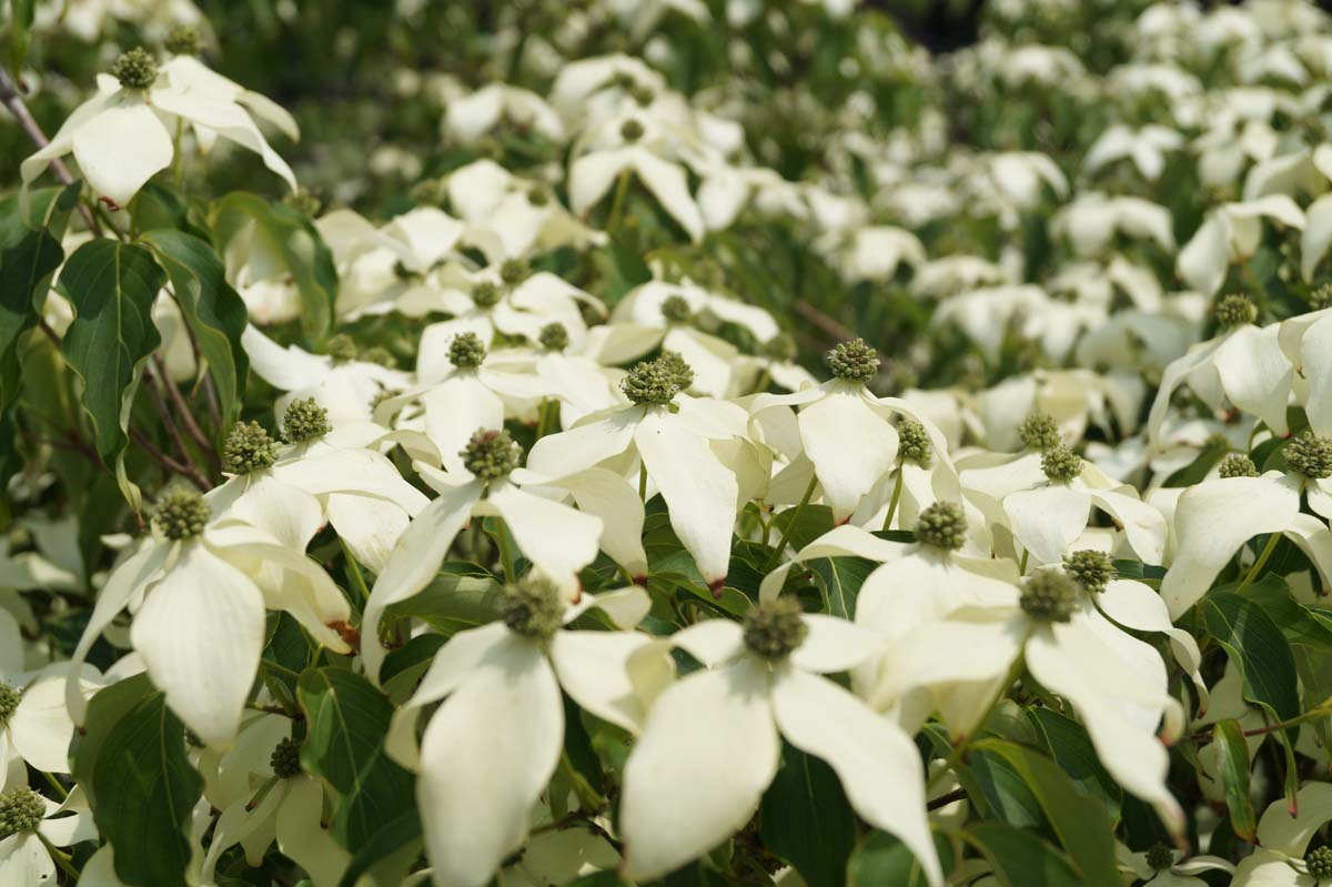 Cornus kousa 'Weisse Fontaine' op stam bloesem