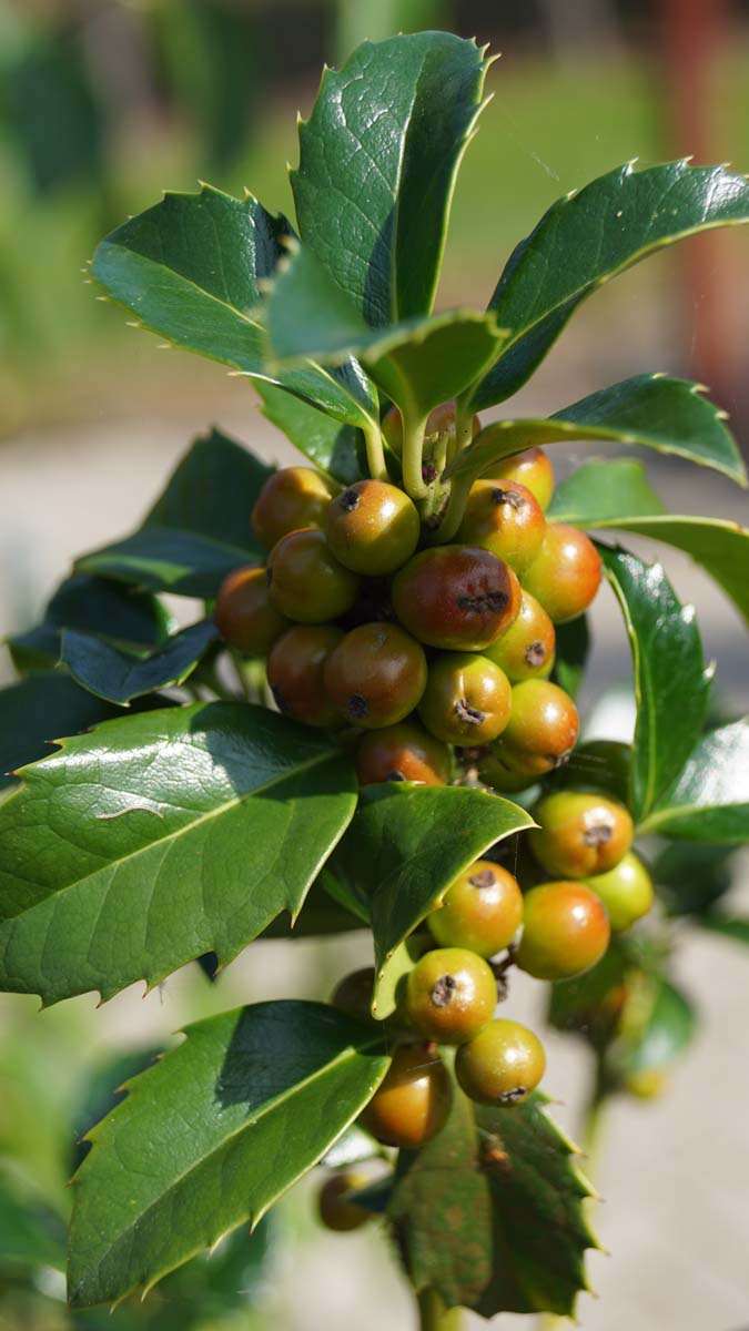 Ilex meserveae 'Hachfee' op stam bes