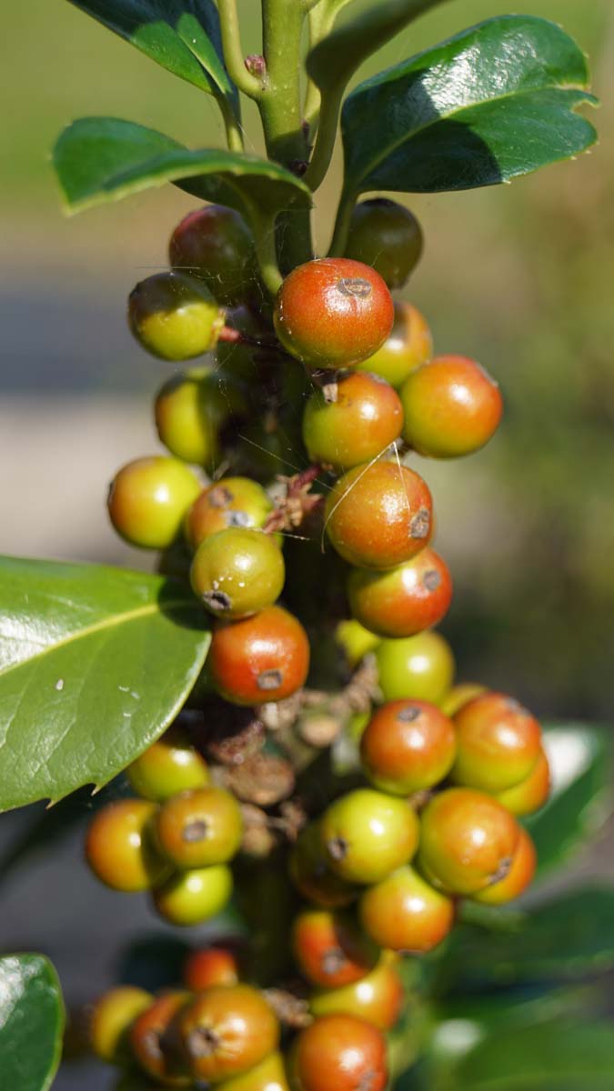 Ilex meserveae 'Hachfee' Tuinplanten bes
