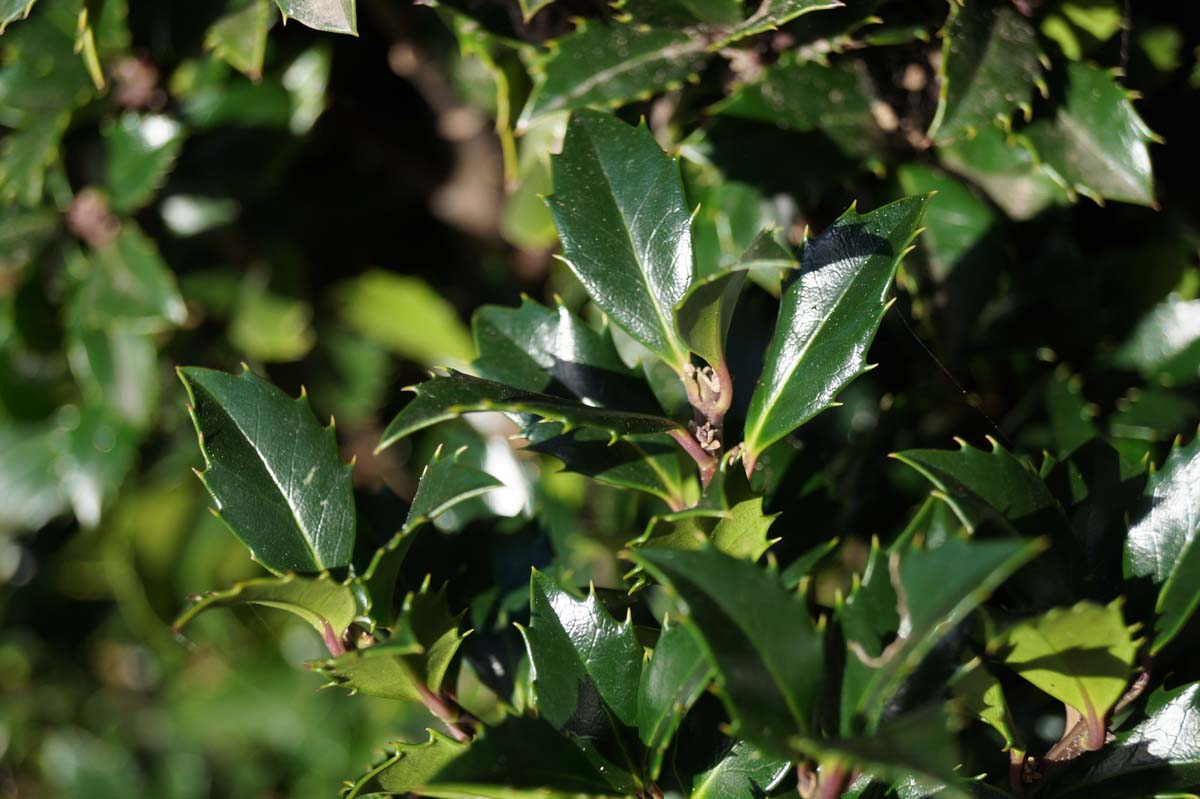 Ilex meserveae 'Heckenstar' Tuinplanten