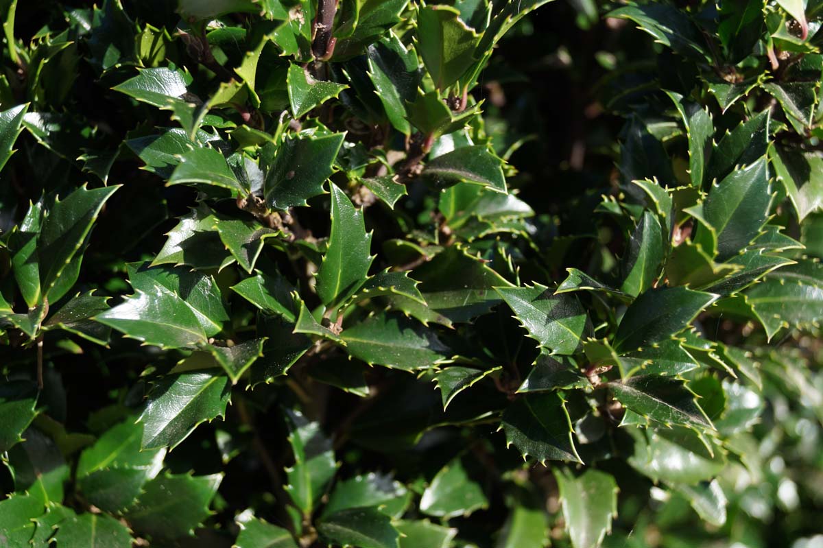 Ilex meserveae 'Heckenstar' haagplant