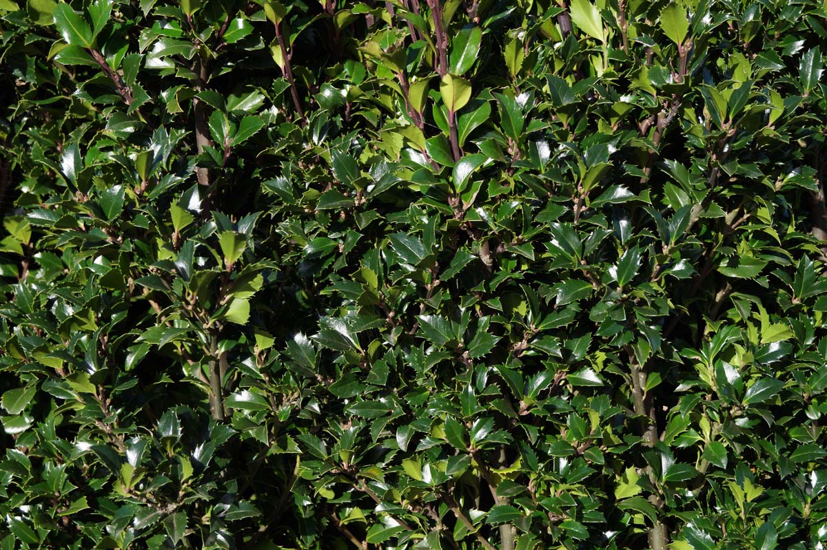 Ilex meserveae 'Heckenstar' Tuinplanten