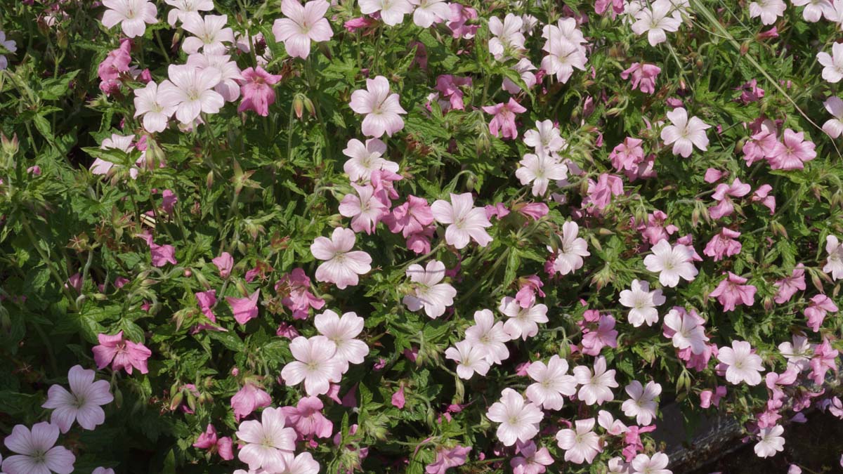 Geranium oxonianum 'Wageningen'
