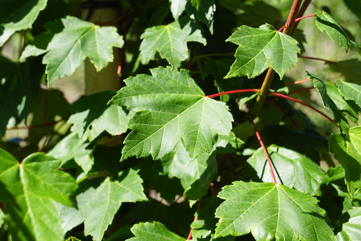 Acer rubrum 'Somerset' meerstammig / struik blad