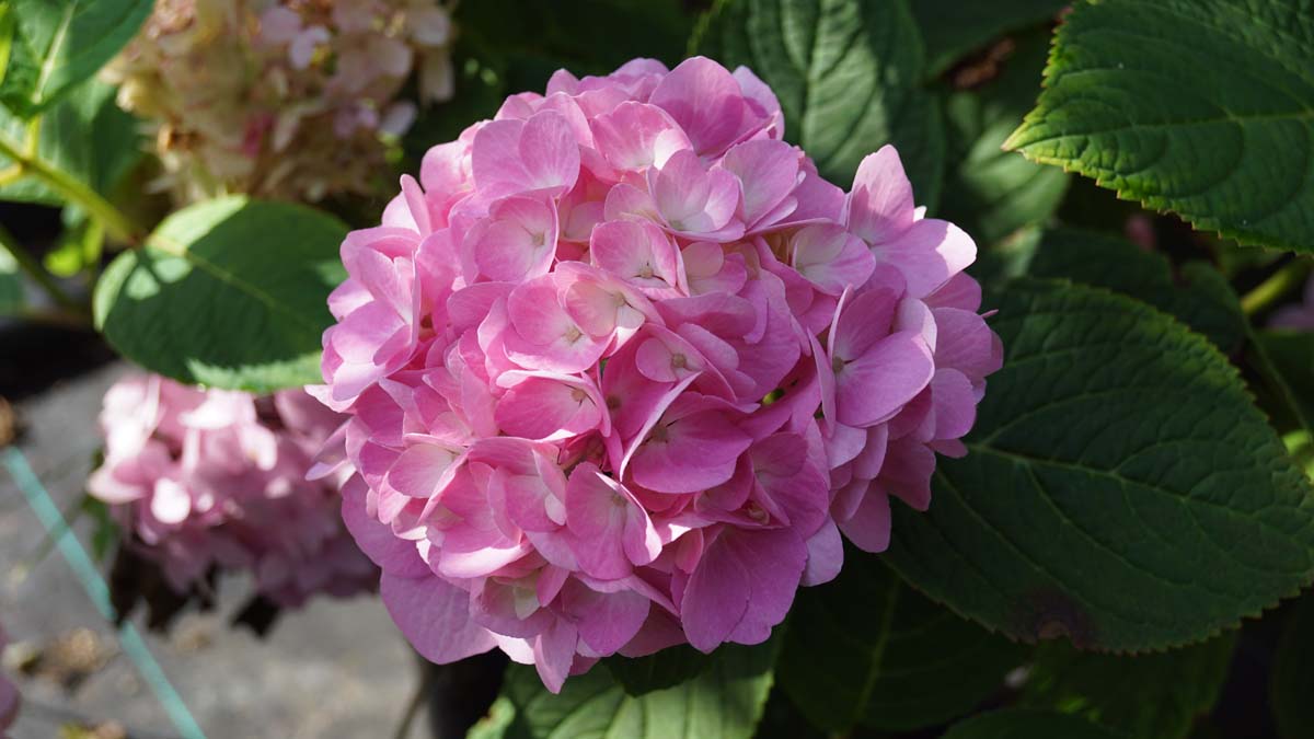 Hydrangea macrophylla 'Semperflorens'