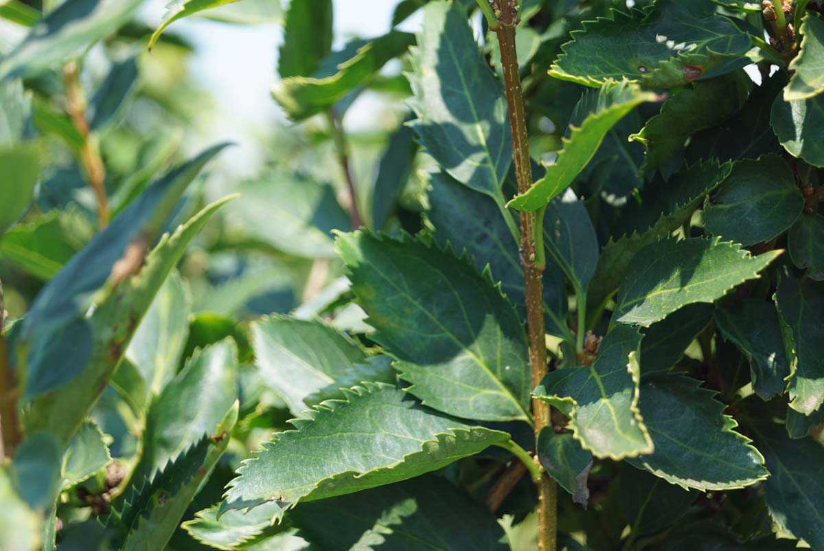 Forsythia 'Goldrausch' haagplant