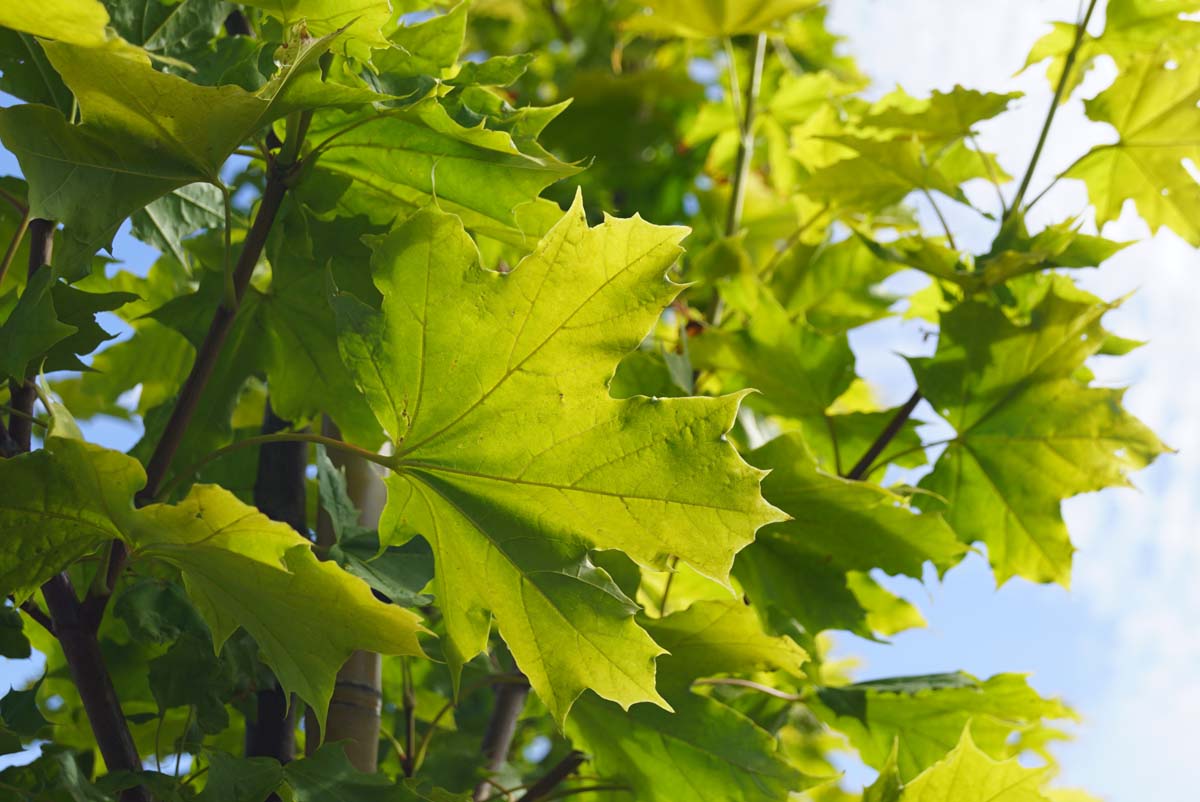 Acer platanoides 'Prigo' Tuinplanten
