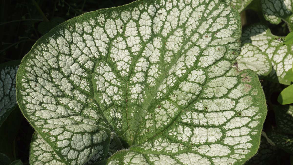 Brunnera macrophylla 'Jack Frost'