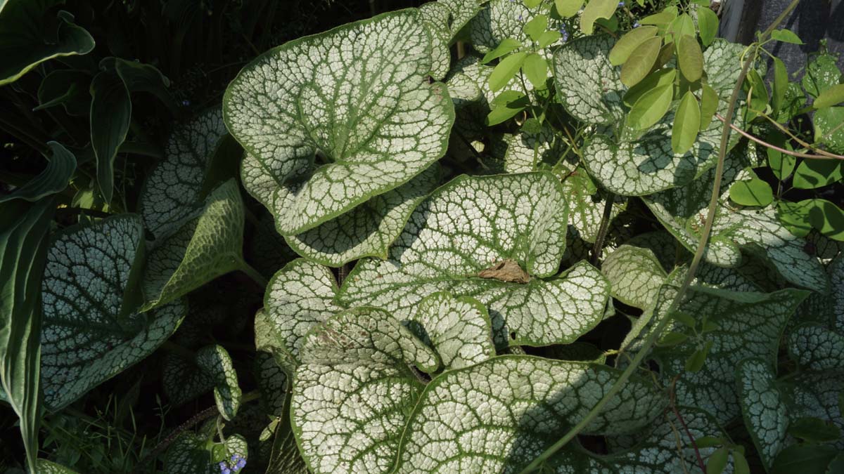 Brunnera macrophylla 'Jack Frost'