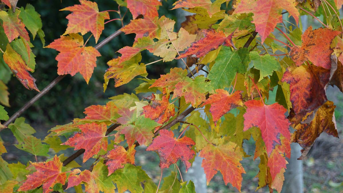 Acer rubrum 'Franksred' op stam herfstkleur