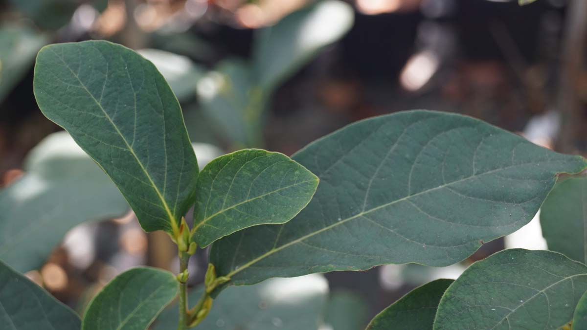 Lindera reflexa