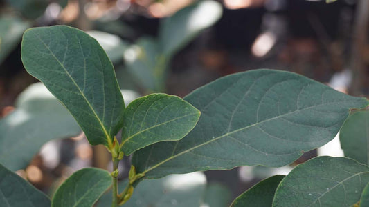 Lindera reflexa