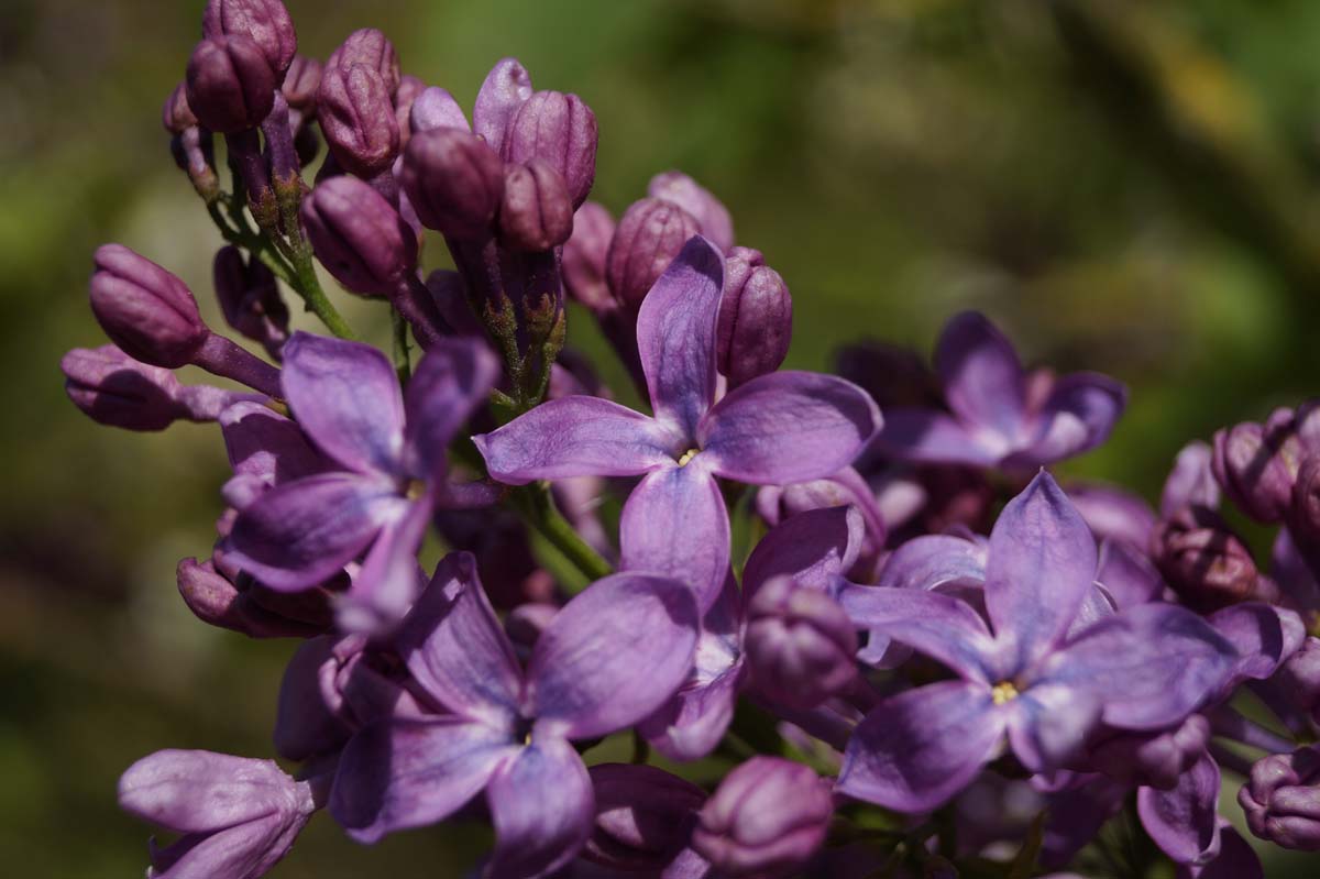 Syringa hyacinthiflora 'Lavender Lady' Tuinplanten