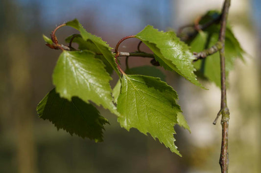 Betula pendula 'Zwitsers Glorie' solitair