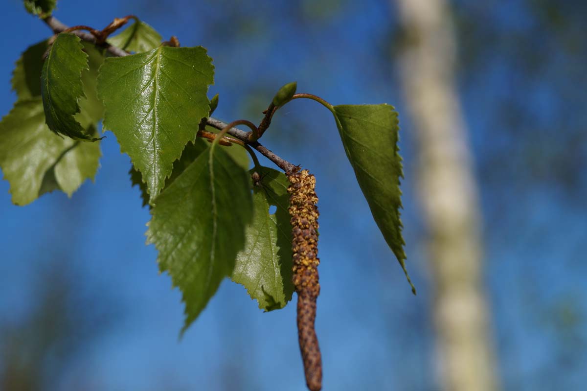 Betula pendula 'Zwitsers Glorie' meerstammig / struik
