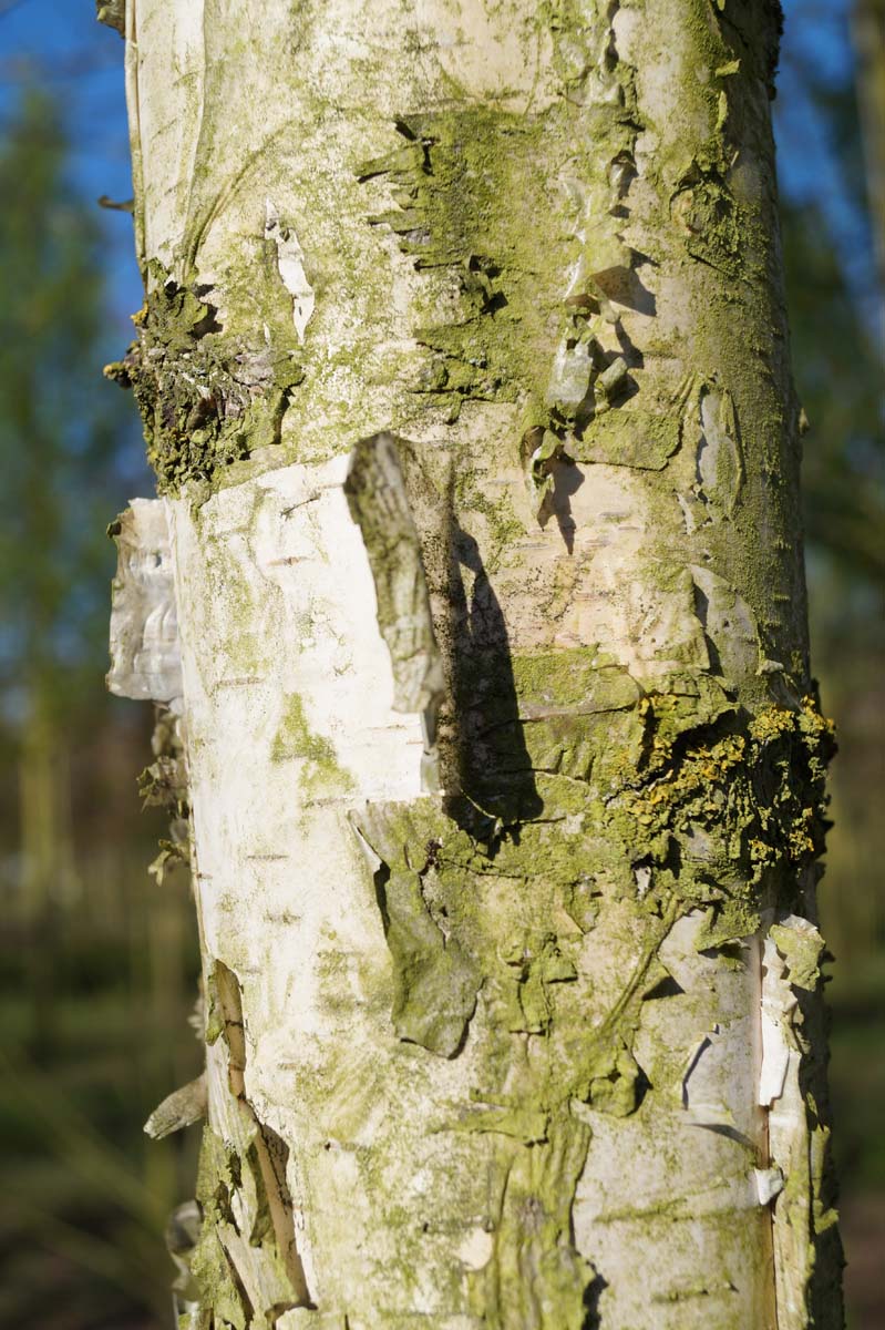 Betula pendula 'Zwitsers Glorie' Tuinplanten