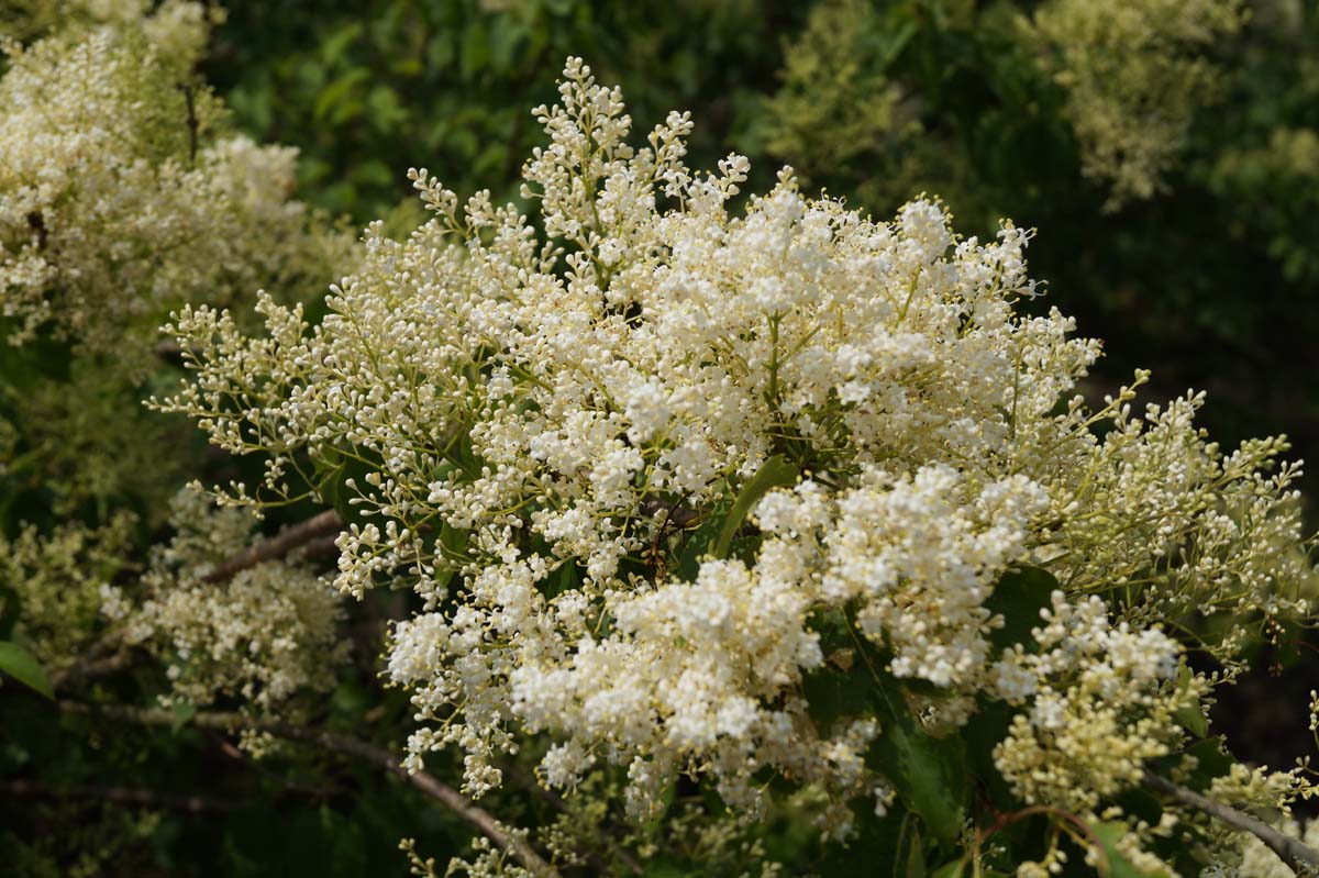 Syringa pekinensis 'China Snow' meerstammig / struik
