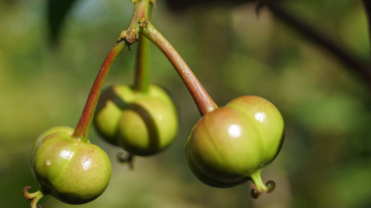 Sapium japonicum op stam