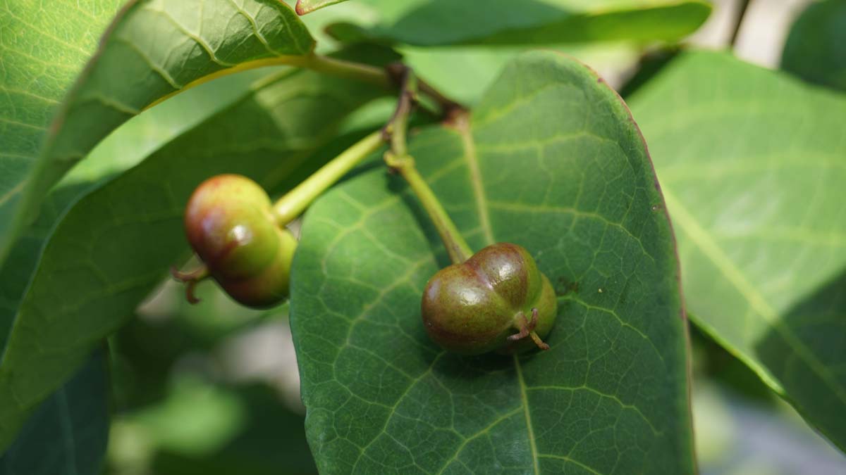 Sapium japonicum op stam