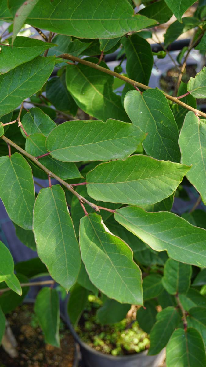 Sapium japonicum op stam