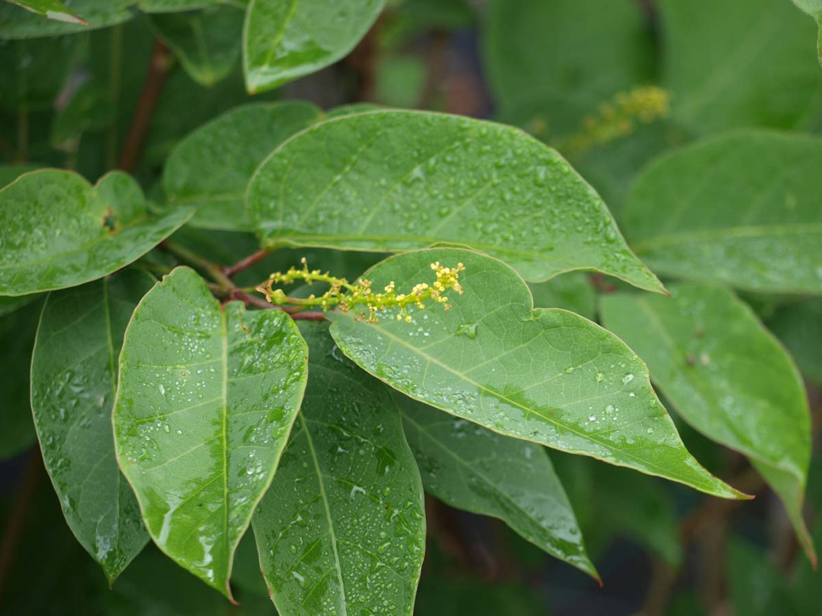 Sapium japonicum op stam
