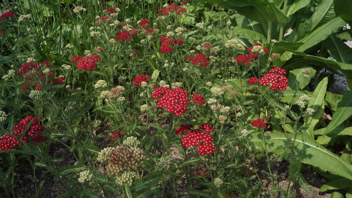 Achillea millefolium 'Red Velvet'