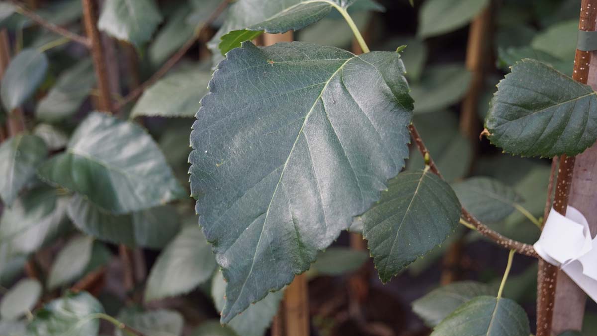 Betula utilis 'Grayswood Ghost' meerstammig / struik