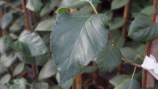Betula utilis 'Grayswood Ghost' meerstammig / struik