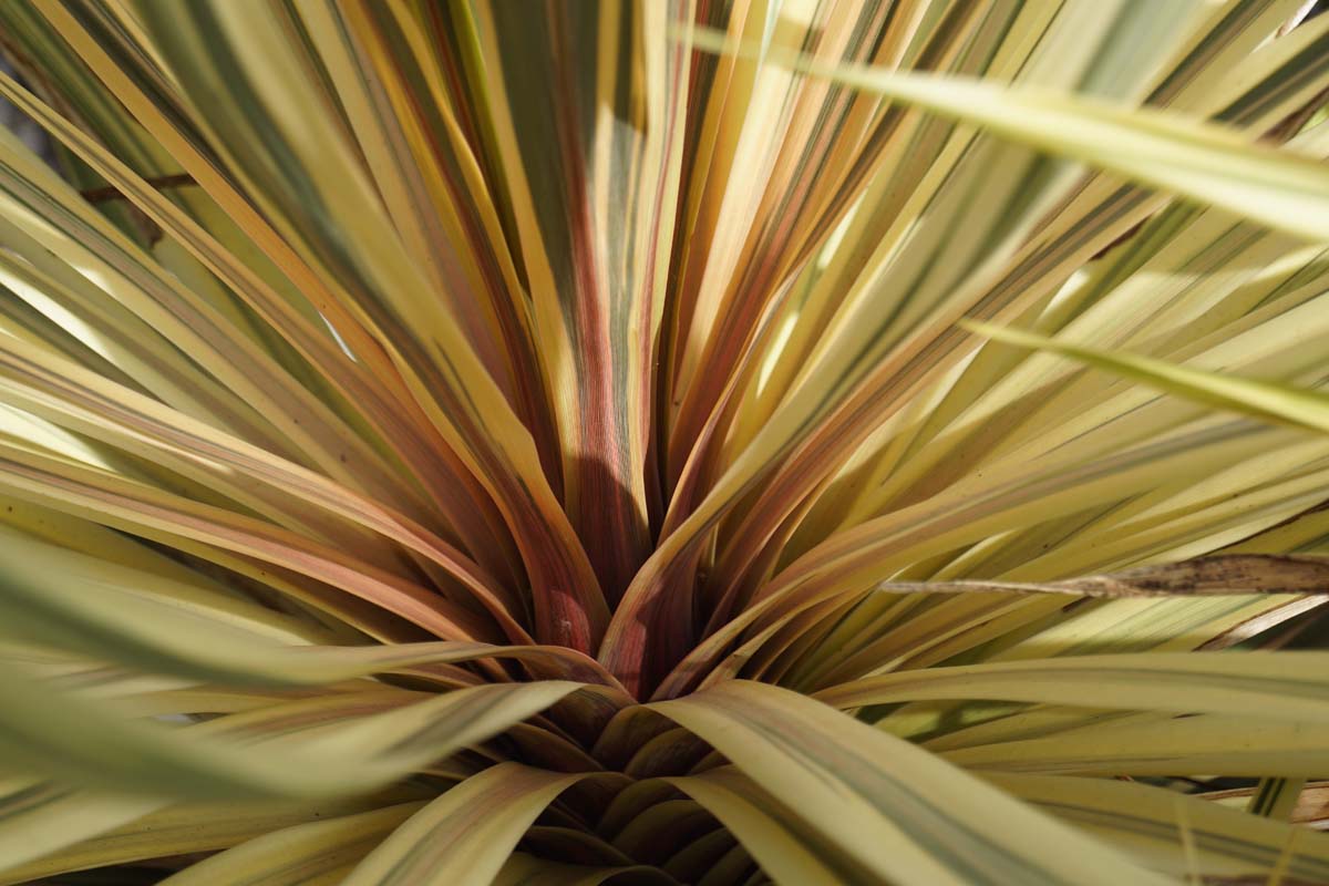 Cordyline australis 'Torbay Dazzler' meerstammig / struik