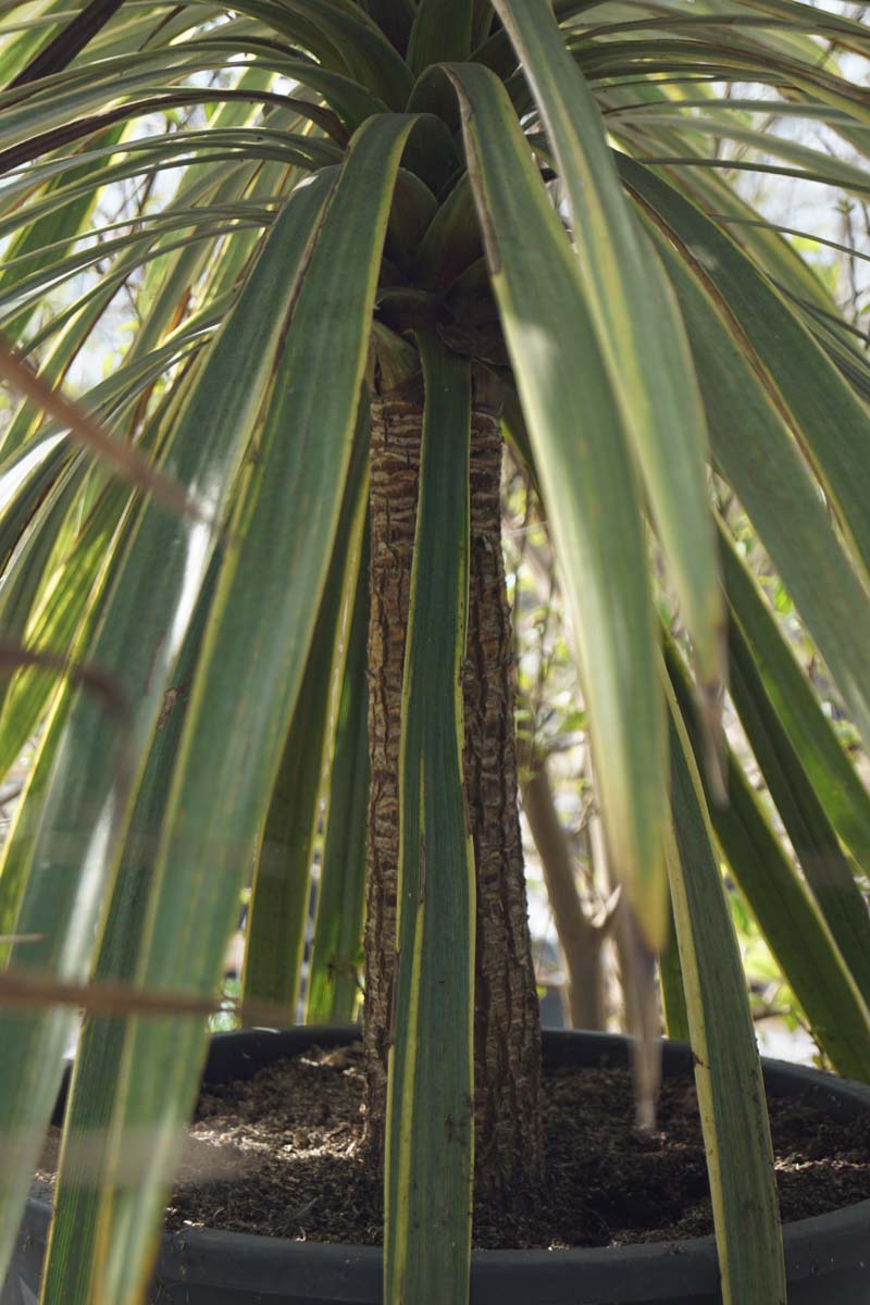Cordyline australis 'Torbay Dazzler' meerstammig / struik