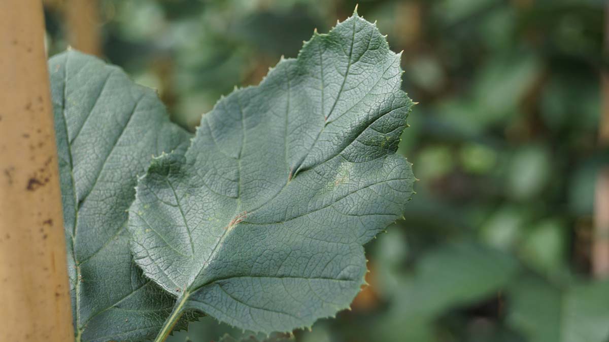 Crataegus flabellata Tuinplanten