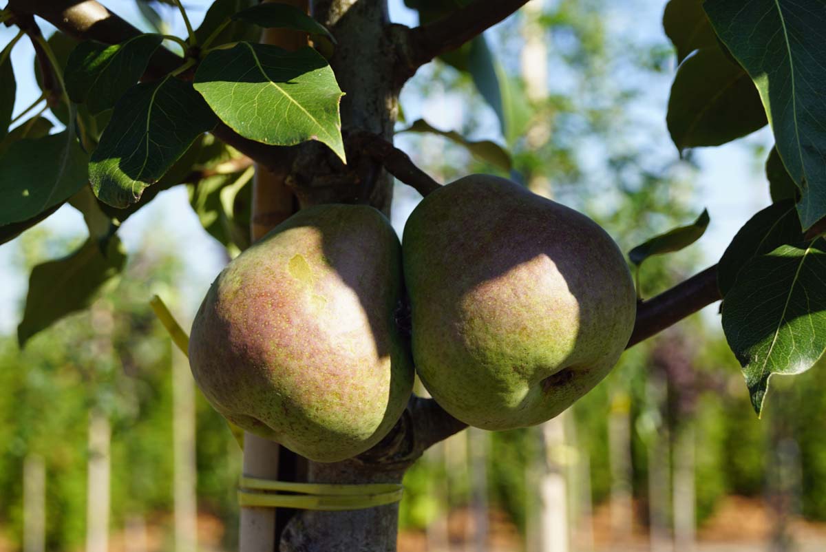 Pyrus communis 'Saint Rémy' meerstammig / struik peer