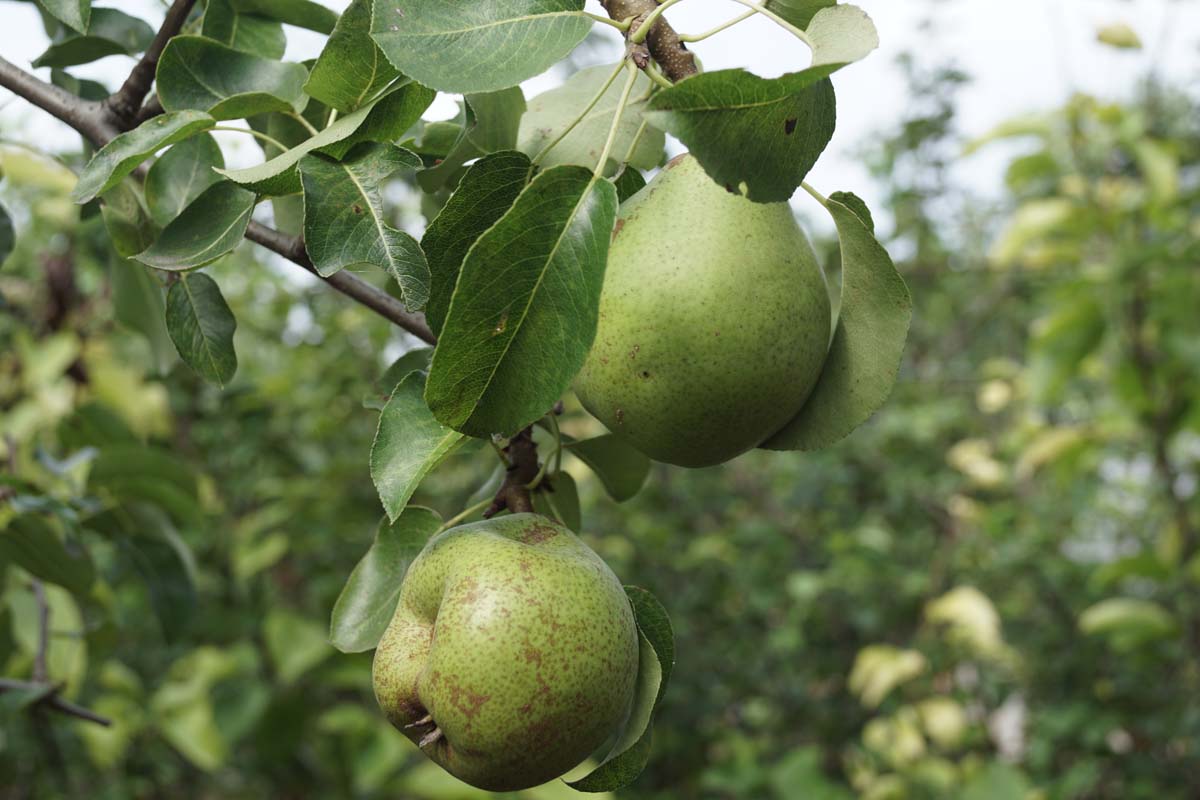 Pyrus communis 'Doyenné du Comice' meerstammig / struik