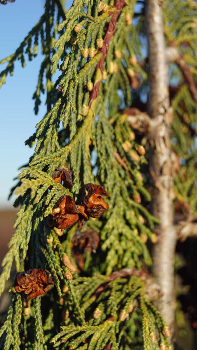 Chamaecyparis nootkatensis 'Green Arrow' meerstammig / struik