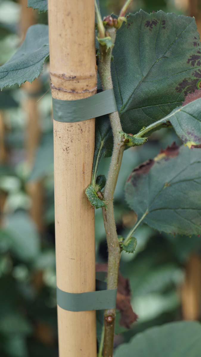 Crataegus flabellata Tuinplanten