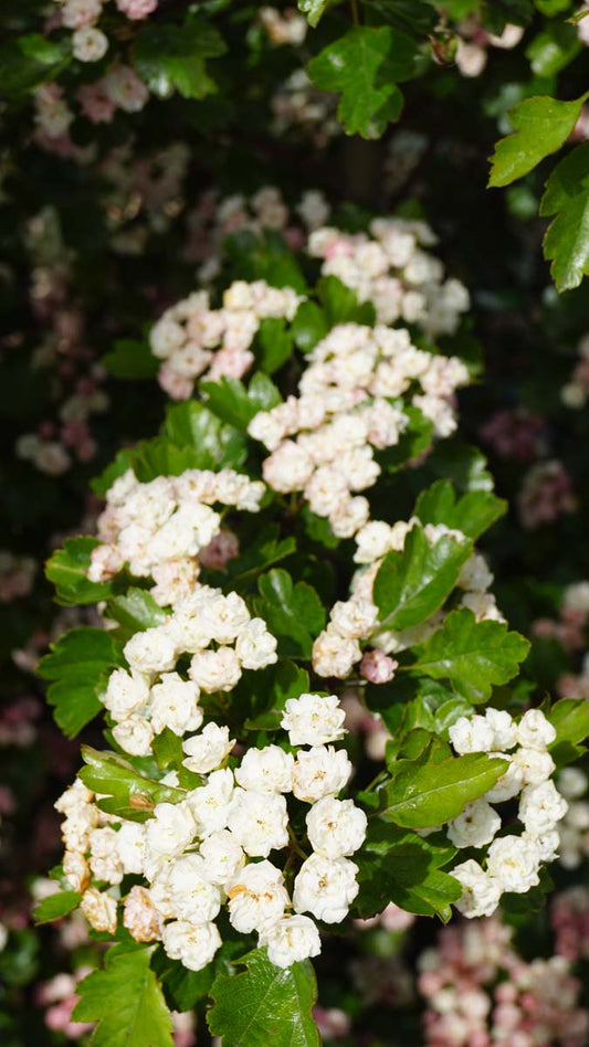 Crataegus laevigata 'Mutabilis Ravnholdt' op stam