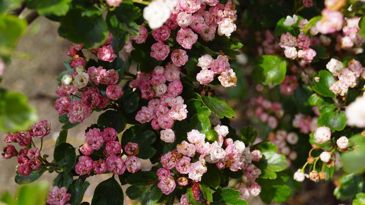 Crataegus laevigata 'Mutabilis Ravnholdt' op stam