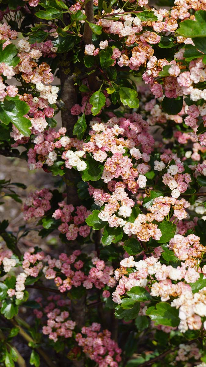 Crataegus laevigata 'Mutabilis Ravnholdt' op stam