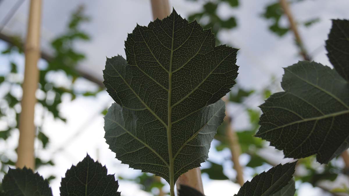 Crataegus pinnatifida 'Big Golden Star' op stam