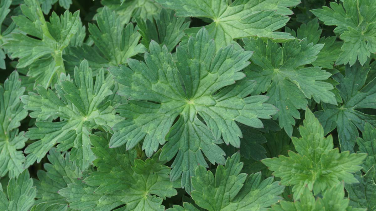 Geranium 'Gerwat'