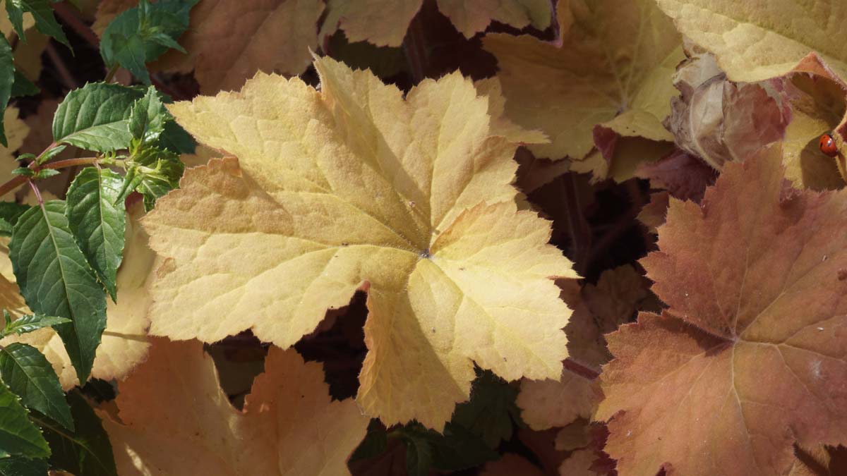 Heuchera 'Marmalade'