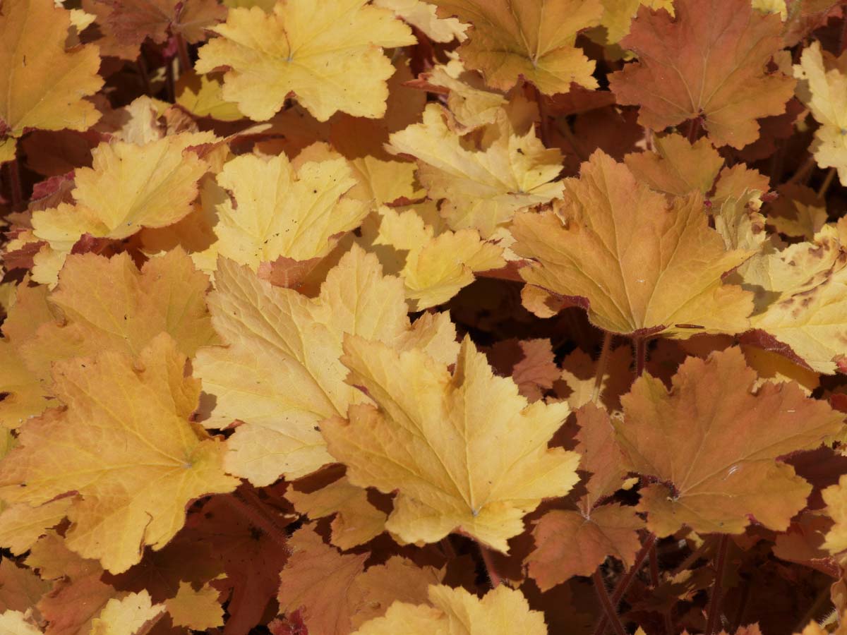 Heuchera 'Marmalade'