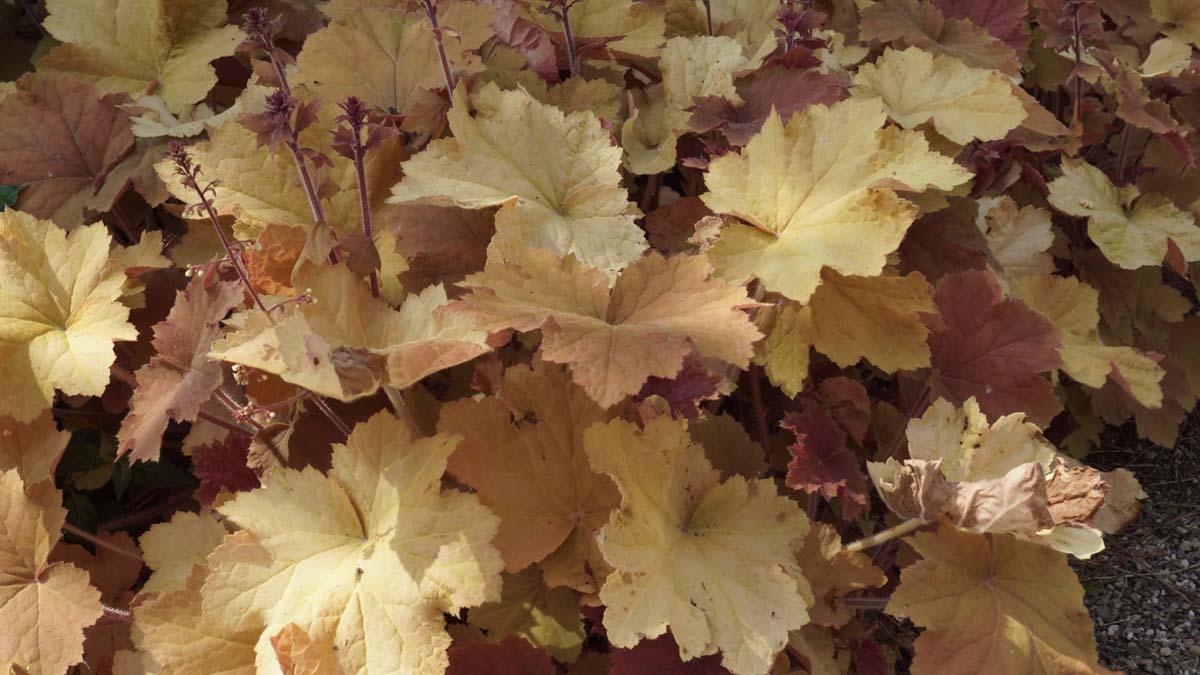 Heuchera 'Marmalade'