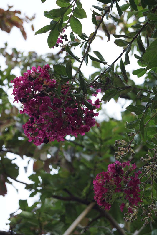 Lagerstroemia indica 'Petite Red' solitair bloemen
