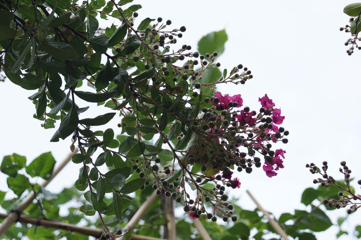 Lagerstroemia indica 'Petite Red' meerstammig / struik